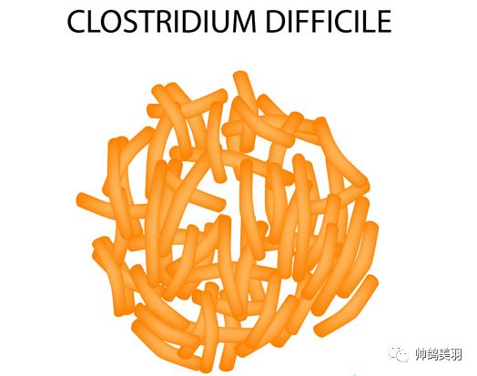 「赛季必备」幼鸽常见疾病的预防与治疗