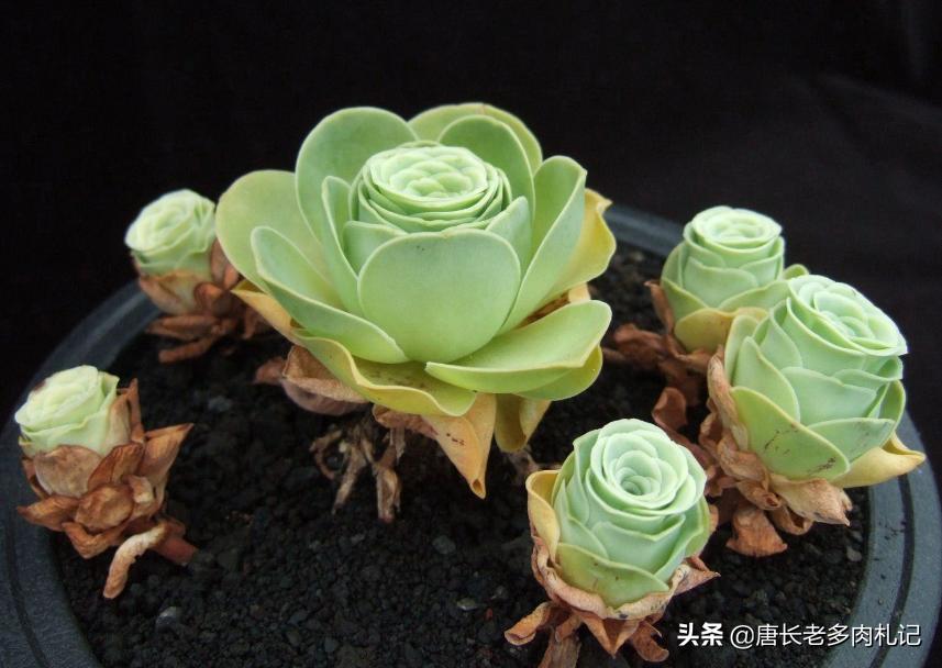 多肉山地玫瑰长黑点,山地玫瑰多肉主根黑了