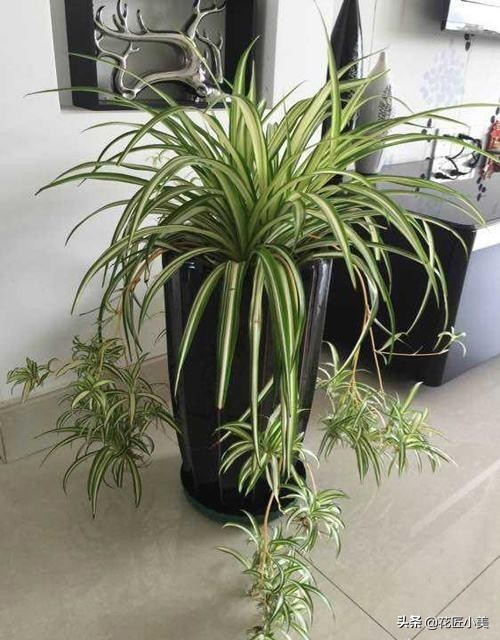 吊兰根部长出黑块是啥,吊兰根部有一个黄色的球