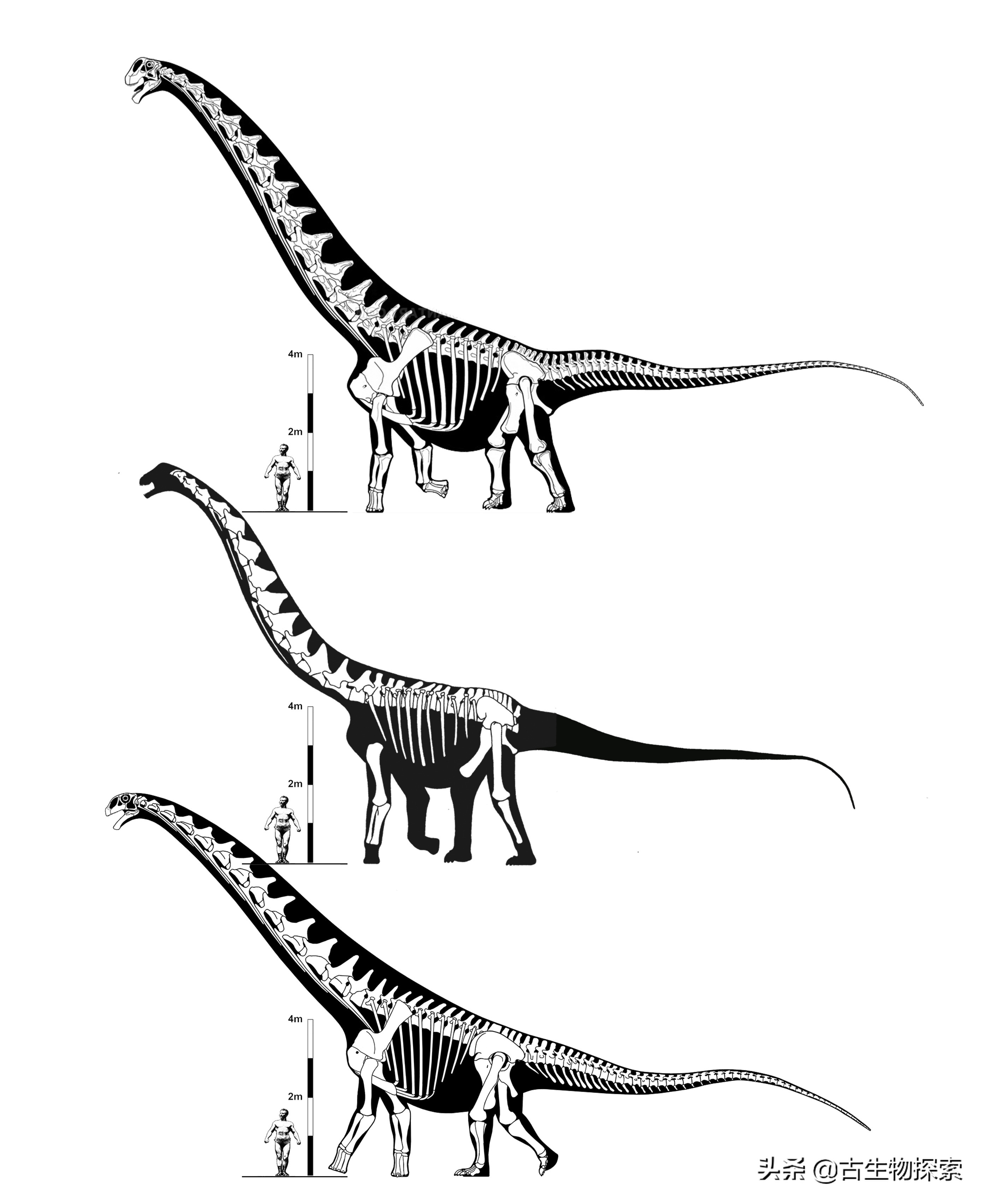 超级巨龙和金牌巨龙,超级巨龙进化