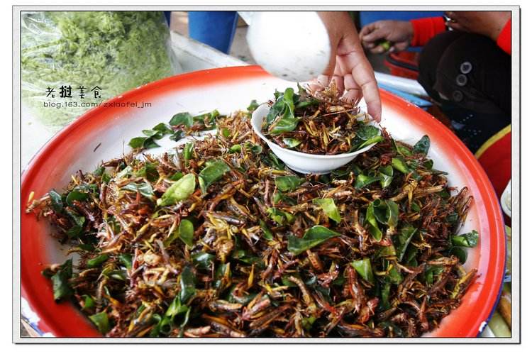 带大家了解一下昆虫美食,国外很火的4种美食昆虫你敢吃吗