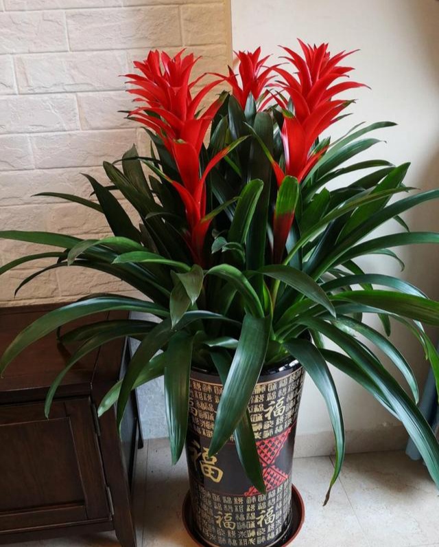 十大好养的懒人花好看,家中常种的十种吉祥花