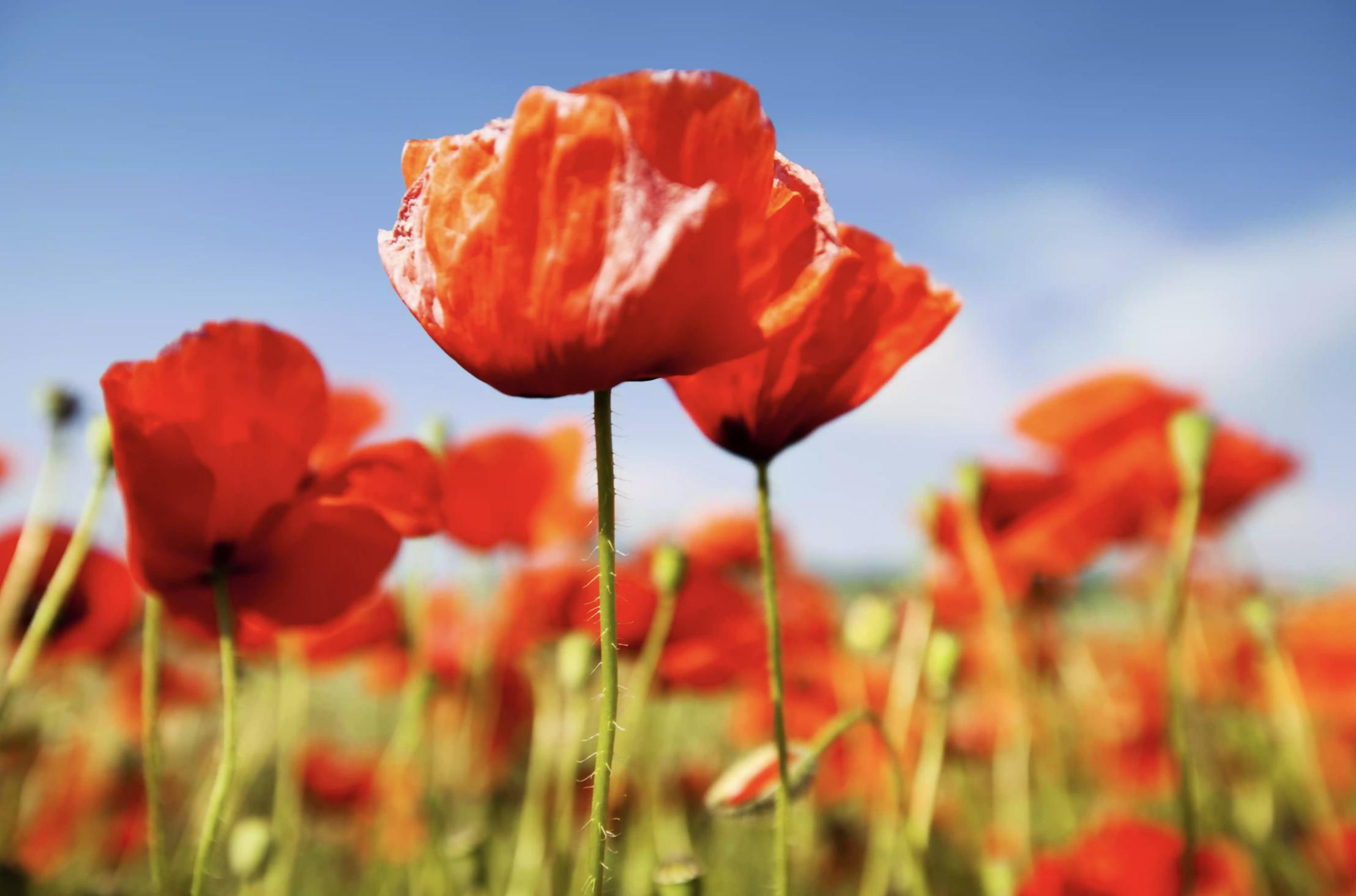 充满生命力的花卉,20种黄色的花