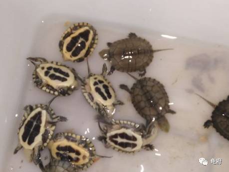 鉴赏花草模板,小青苗照片