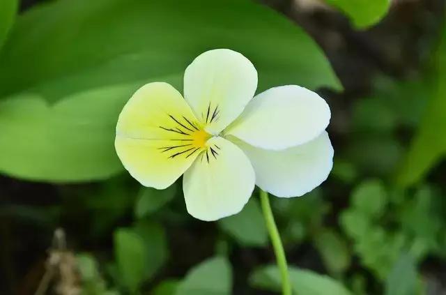 赞美顾城人的诗句,顾城的经典诗句赏析