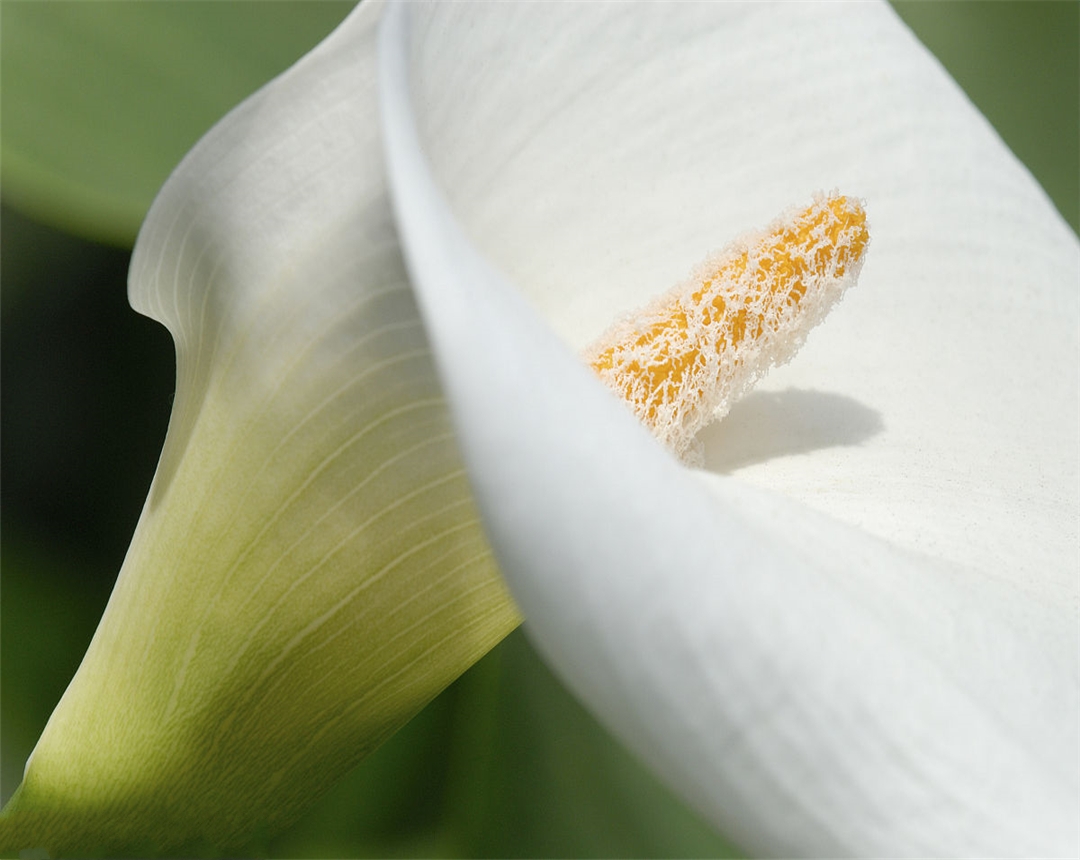 马蹄莲养殖的方法和注意事项,马蹄莲的养殖方法和注意事项视频