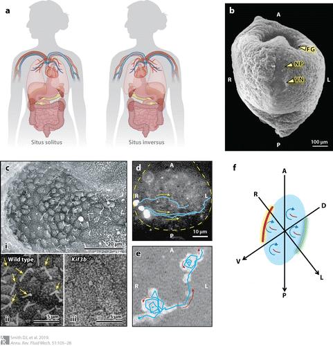 武汉发现38岁镜像人，泰国镜像人被处死又复活，镜像人是什么？