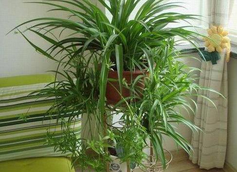 吊兰,是喜阴还是向阳,很多人弄错了,难怪总爱黄叶