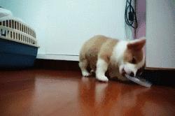 宠物医生x光片危害,医生用的x光