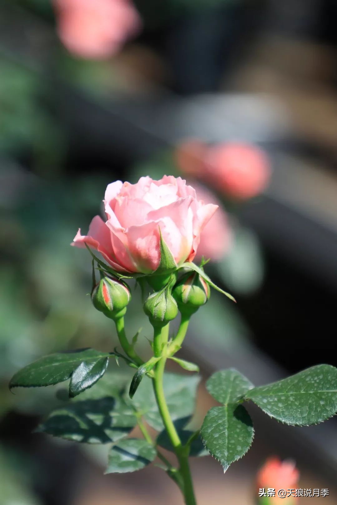 都说“最美人间四月天”，应该就是月季开花的模样吧！