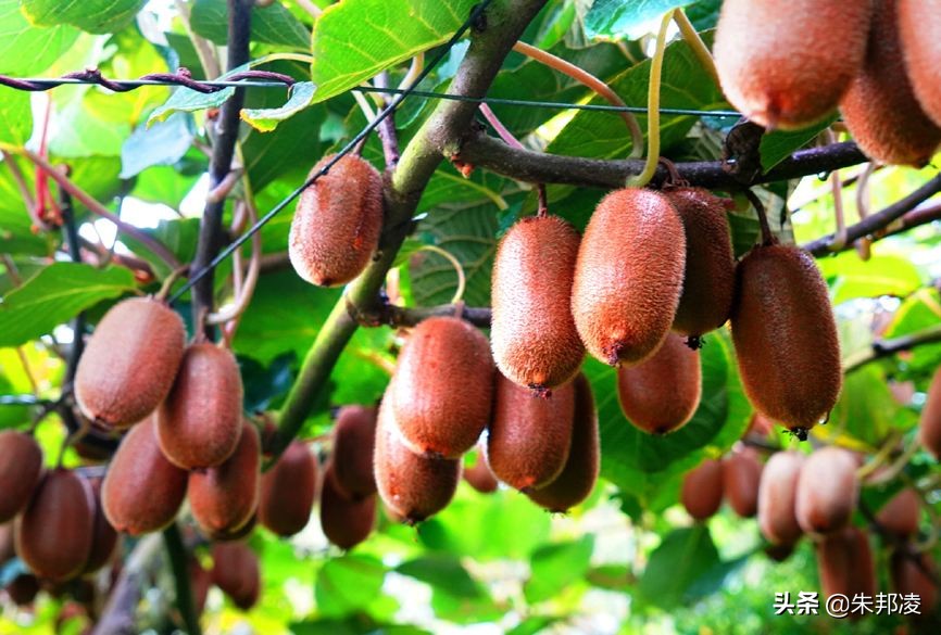 从小摊贩到西南水果大王！一根扁担闯天下，年入18亿