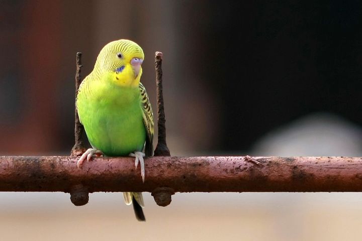 鹦鹉幼崽怎么喂食奶粉,养宠经验分享