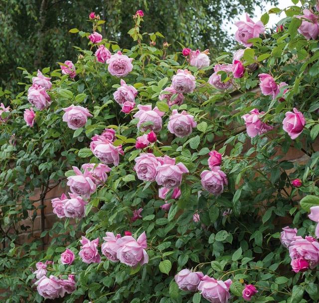 月季图鉴哪本书好,淘宝上最好养的月季品种