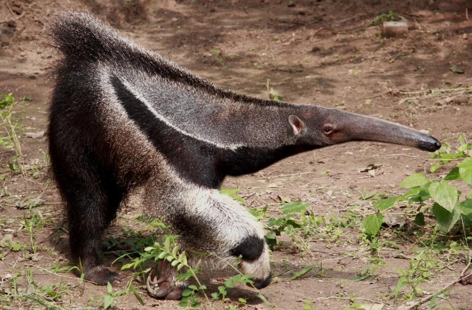 怀胎三年故事,怀胎四年的故事