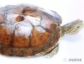 中华花龟年龄怎么看,中华花龟怎么知道有蛋