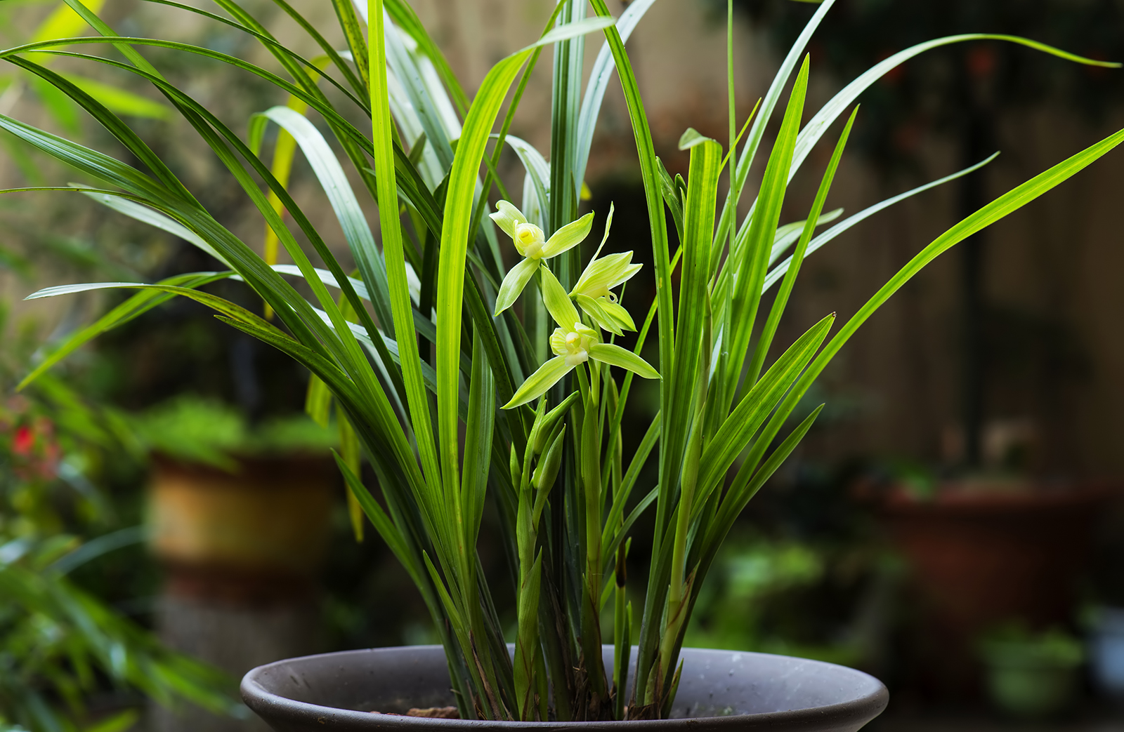 兰花冒尖是要开花了吗,兰花出花苞后黑尖怎么办