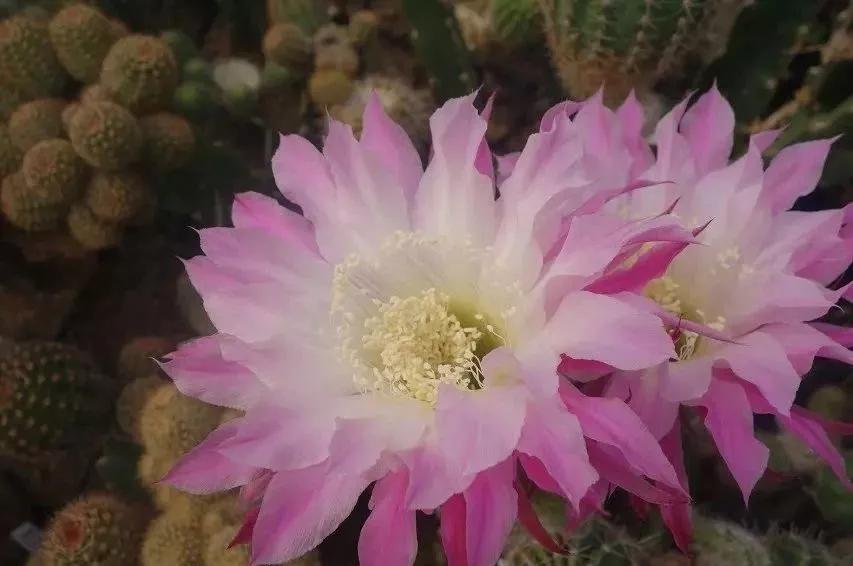 100种仙人球花图片,100种仙人球的品种视频