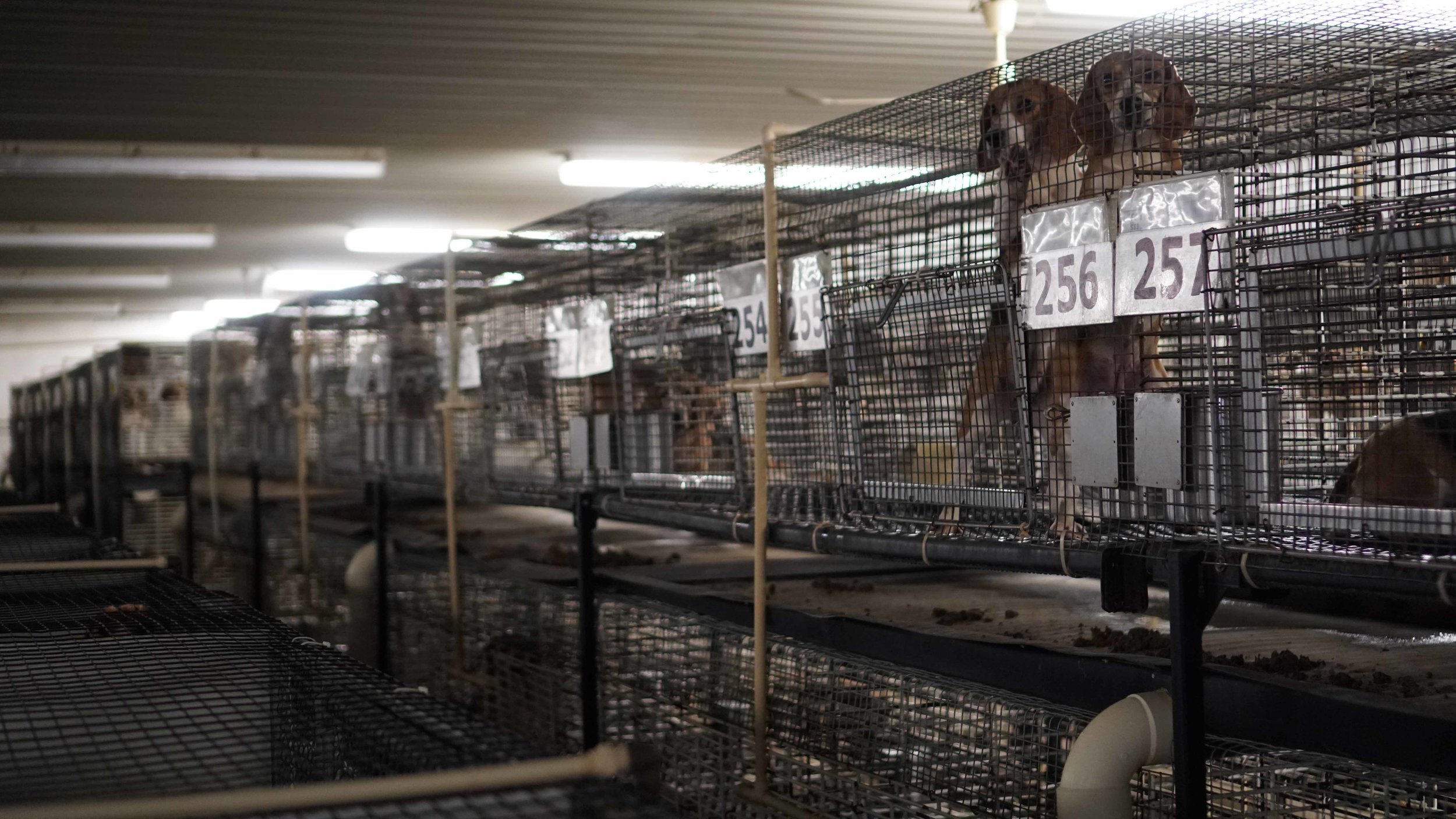 比格犬实验犬销售渠道,实验比格犬适合家养吗