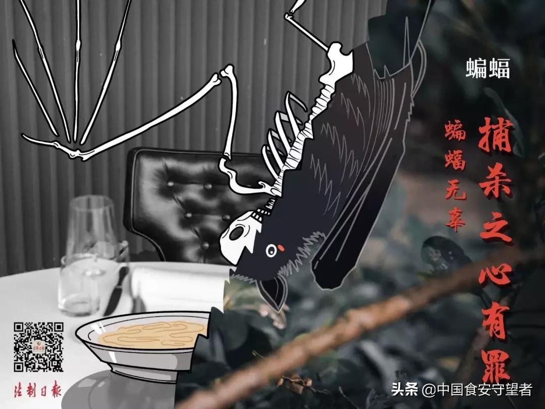 40种野生动物是哪些不能吃的,能吃的野生动物有哪些