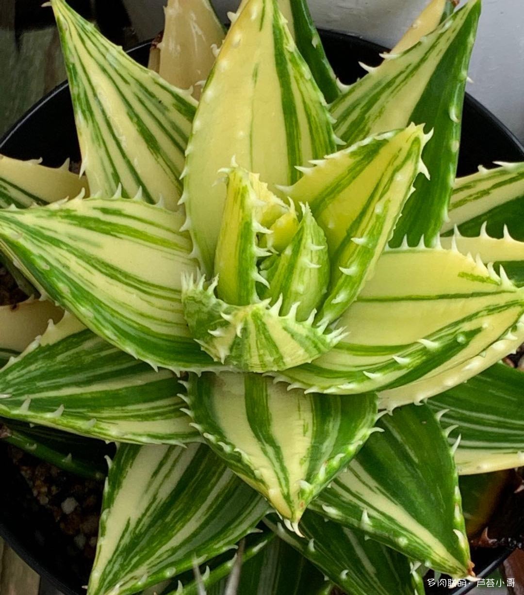 平时消炎的芦荟品种,生活中芦荟品种