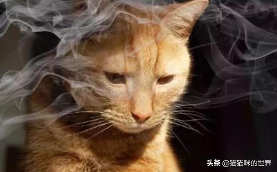 二手烟对猫有影响吗,二手烟对猫的危害