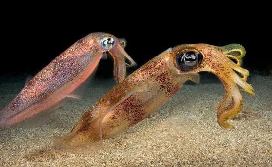 龟类的进化过程图片,龟鳖目动物外形特征