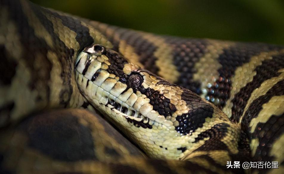 农村养殖什么不愁销路又省事,农村养什么投资小好养利润快