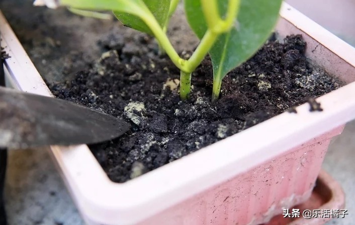 植物浇水浇的次数太多会怎样,植物浇水太多怎么补救