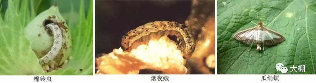 蔬菜各种害虫图片,蔬菜害虫100种图及害虫名称