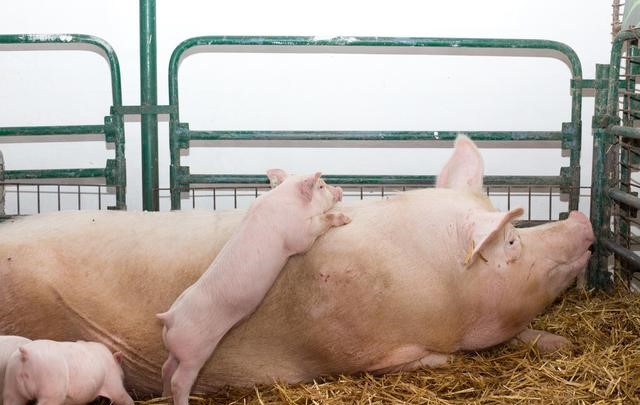 养猪饲料喂养知识,养猪场喂猪注意事项及细节