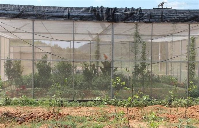 蝴蝶的养殖技术,养殖蝴蝶基地视频