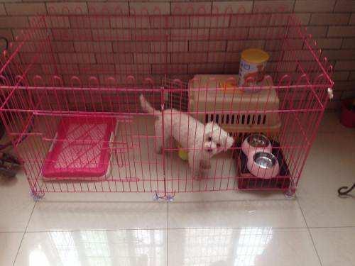 小狗狗护窝最佳处理方法,小狗刚到家笼子怎么布置