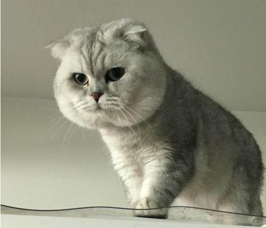 英国短毛猫什么毛色好,英国短毛猫十种受欢迎的毛色