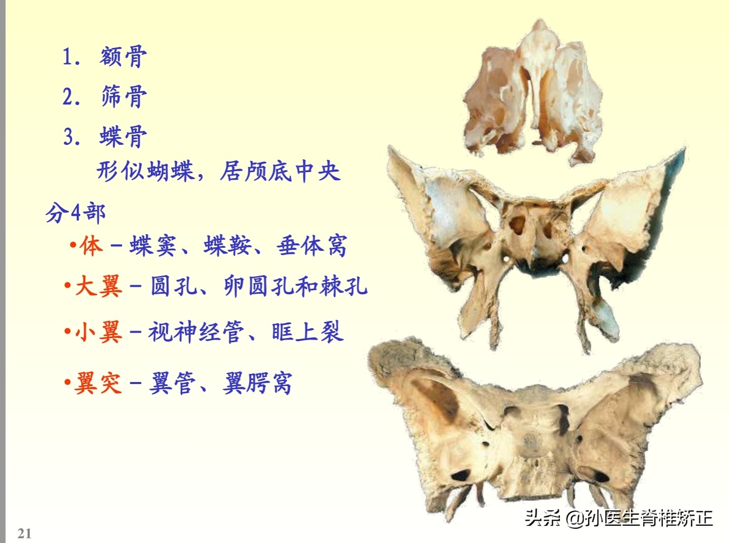 解剖学基础ppt完整版,人体系统解剖学ppt完整版