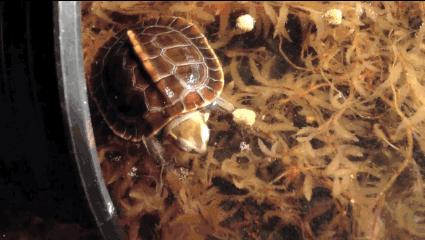 黄缘乌龟宠物,黄缘龟喜欢的植物