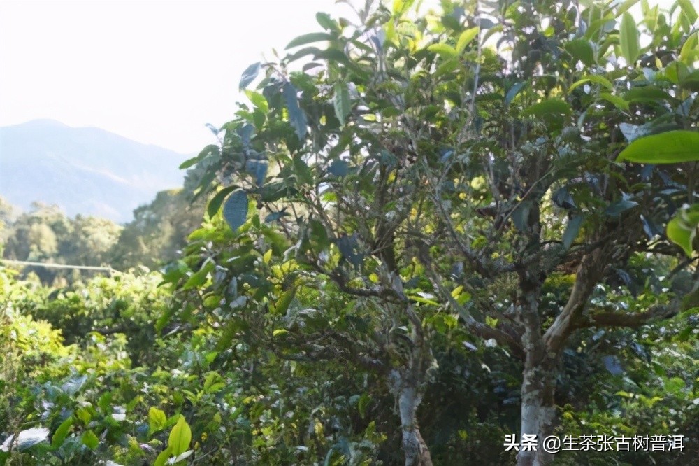解读：广别老寨的“妖香”野韵，喝了之后，茶友是这样说的