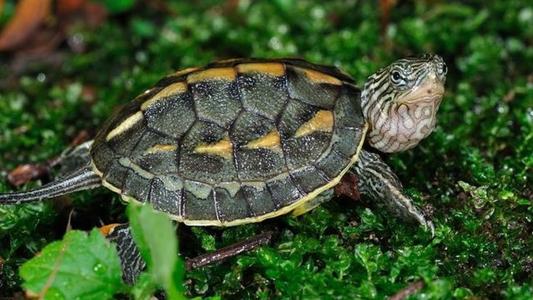 中华花龟怎么养用多少水,中华草龟中苗怎么养