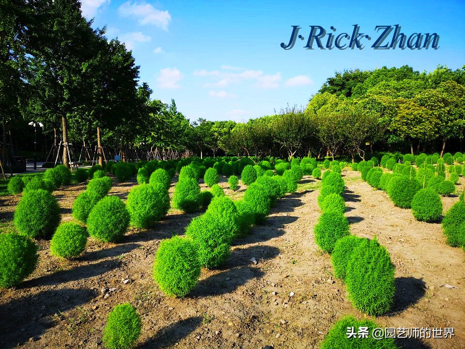 红色地肤草的种植方法,红地肤怎么养