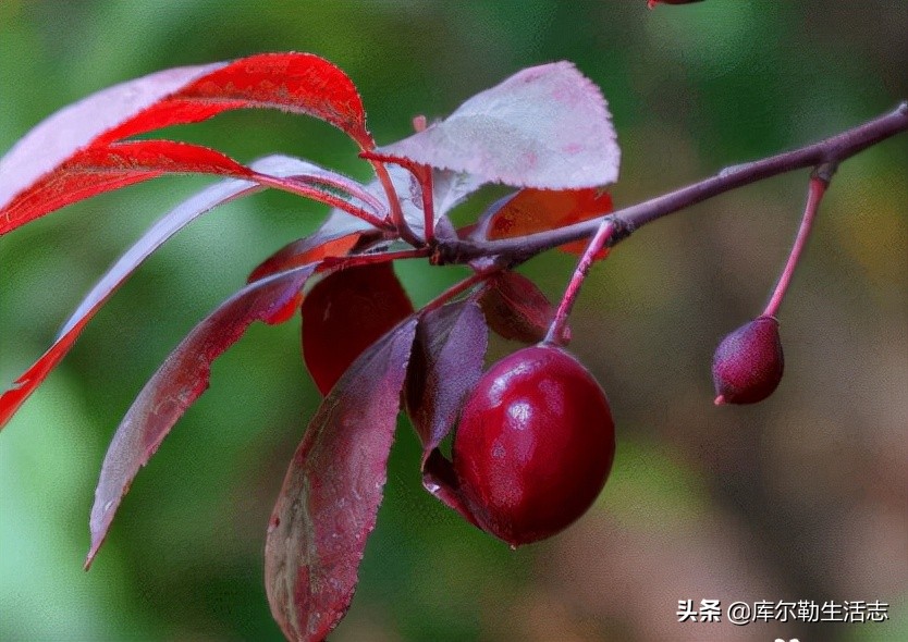 绿化带的小红果,绿化带里面的小红果