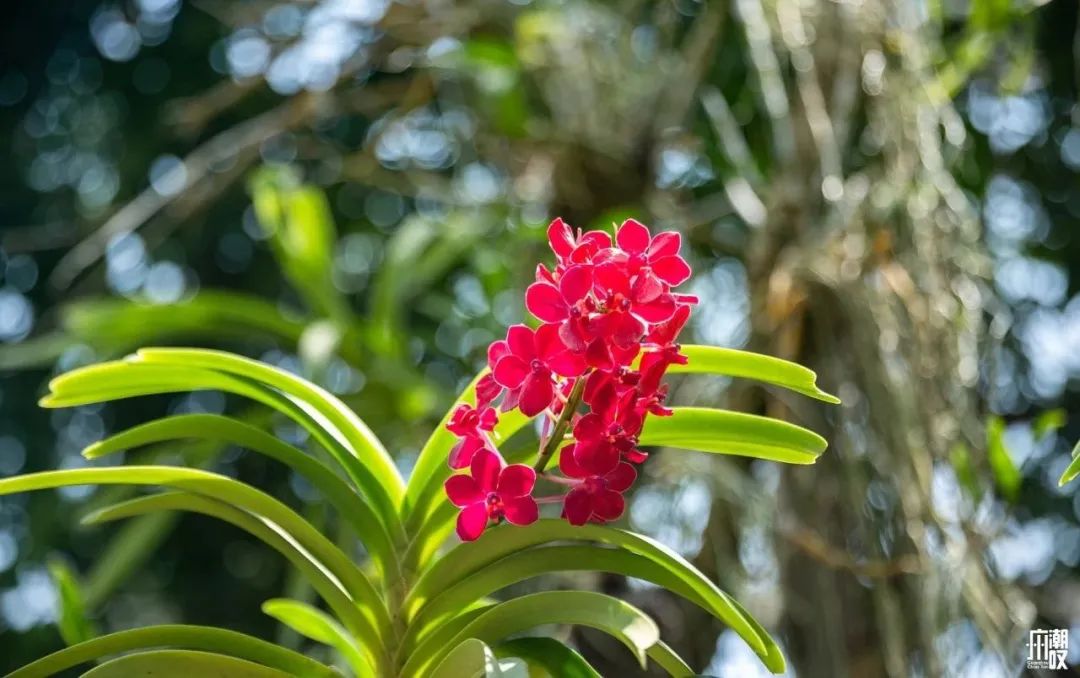 300+万㎡原始森林秘境，天河就有