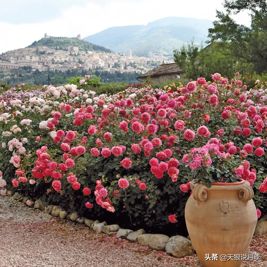 四月最浪漫的蔷薇花,最浪漫的四月花