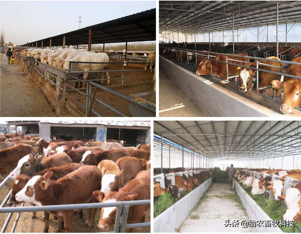 中药肉牛养殖技术,中草药治牛病的好处