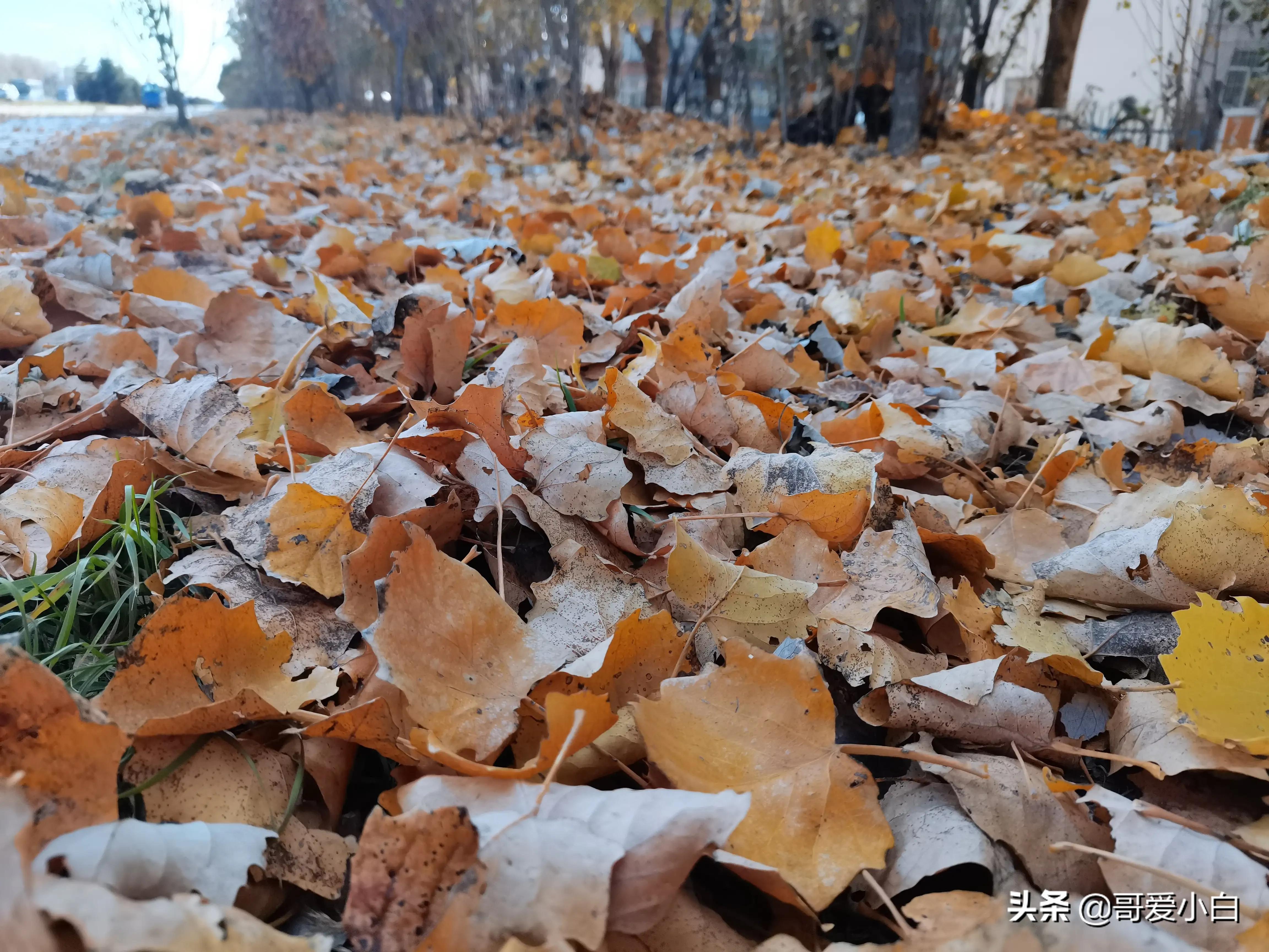 我的奇葩邻居系列20,我的奇葩邻居二十四