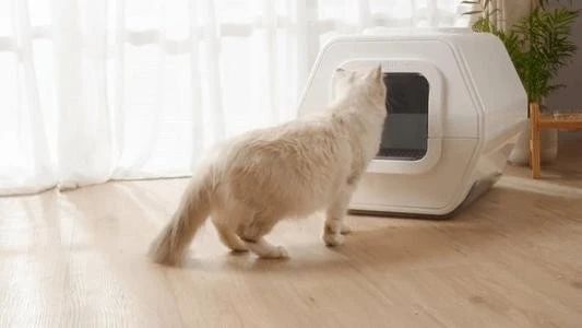 猫崽软便带血怎么办,成年猫咪便便有血什么原因