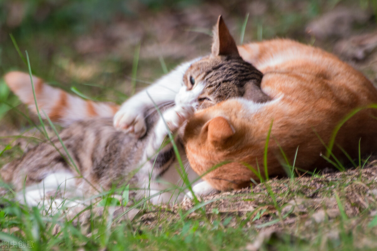 猫咪老是拉稀怎么办,猫咪软便和拉稀区别