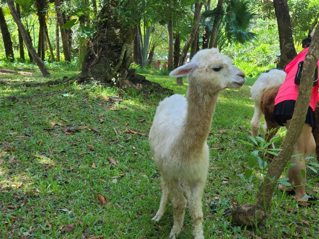 海南旅游纪实,海南旅游记录视频