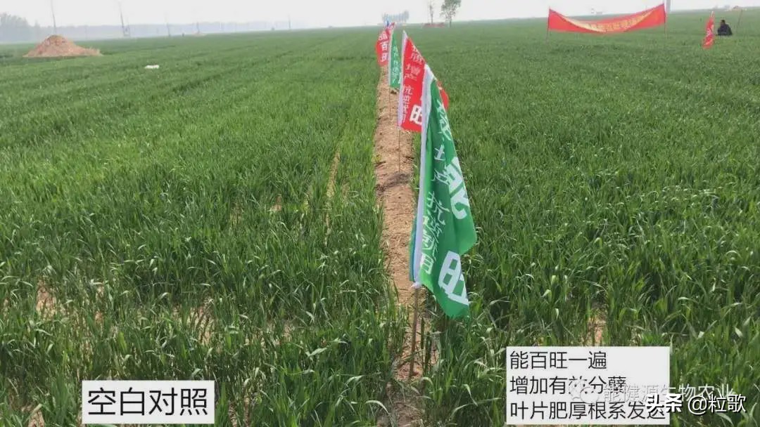 高产小麦示范田的标准及管理,能百旺在作物上一年使用几次