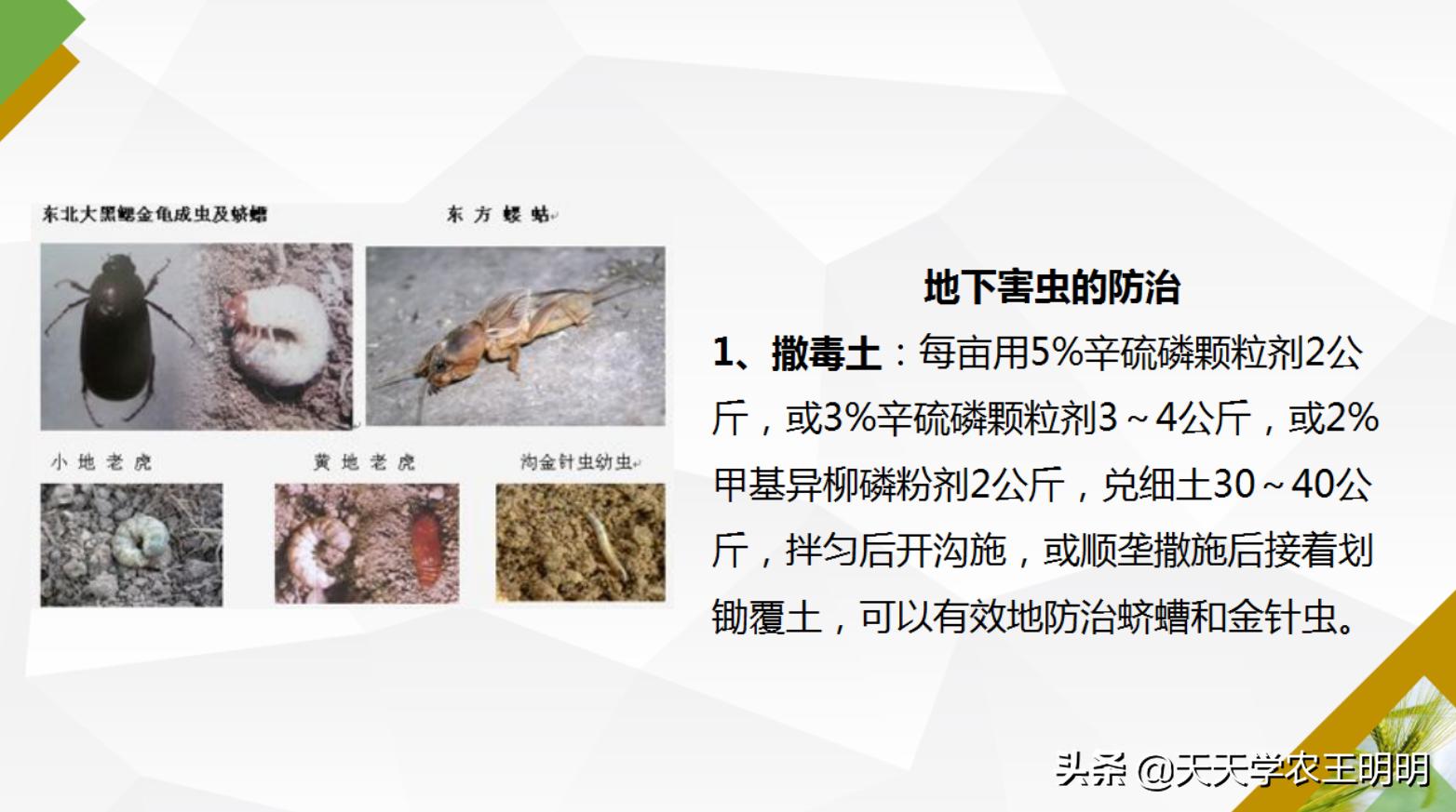 小麦虫害防治指南,小麦虫害的预防与防治