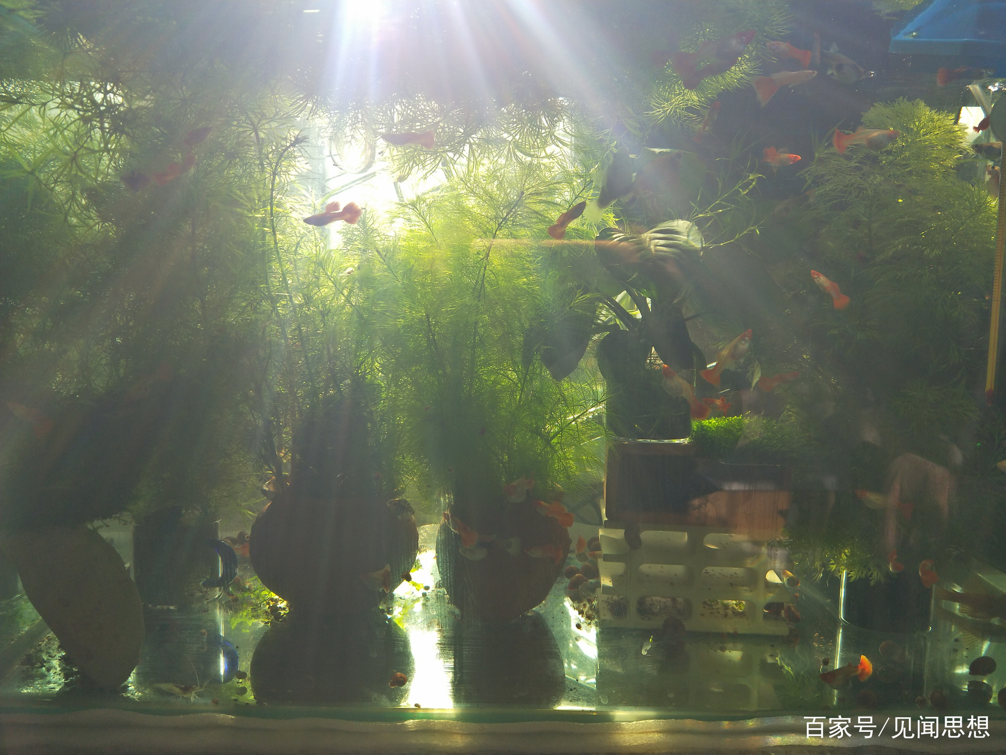 适合水草缸养的可以繁殖的观赏鱼,适合新手大鱼缸养的观赏鱼