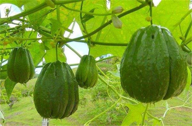 种植佛手瓜苗怎么做到苗多苗嫩长,佛手瓜今年种植明年是否还能结瓜